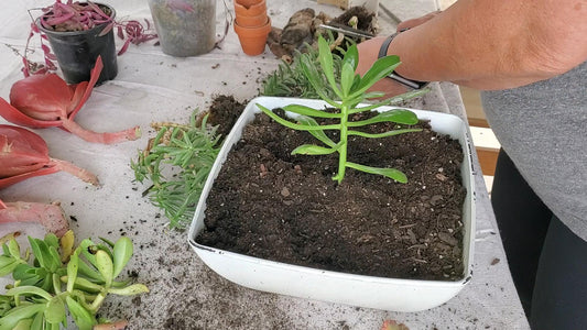 Growing in Hard Seasons - You Must Grow Before Can You Bloom